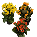 Kalanchoe Assortment